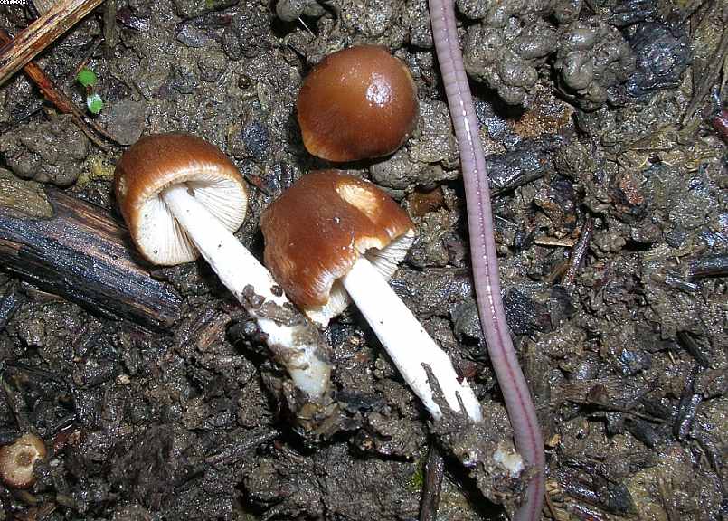 Oltingue  ( FRA )    24. Aprile 2005